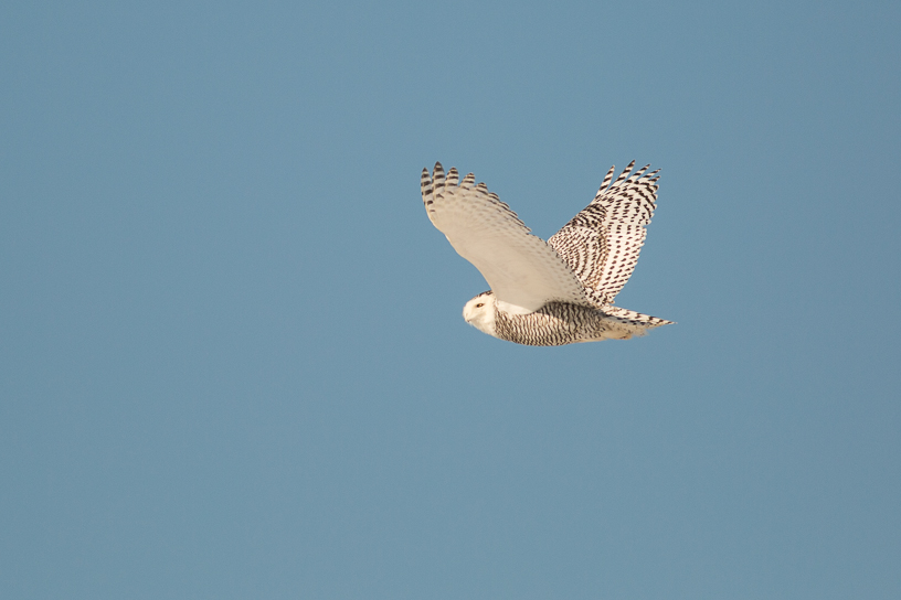 Canon EOS 5D Mark III - EF400mm f/5.6L USM