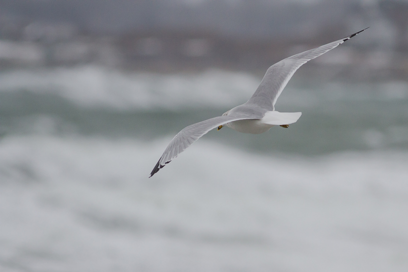Canon EOS 7D - EF400mm f/5.6L USM