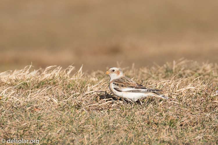 Canon EOS 7D Mark II  --  560 mm  --  EF100-400mm f/4.5-5.6L IS II USM +1.4x III  