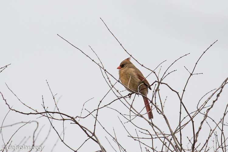 Canon EOS 7D Mark II  --  400 mm  --  EF100-400mm f/4.5-5.6L IS II USM  