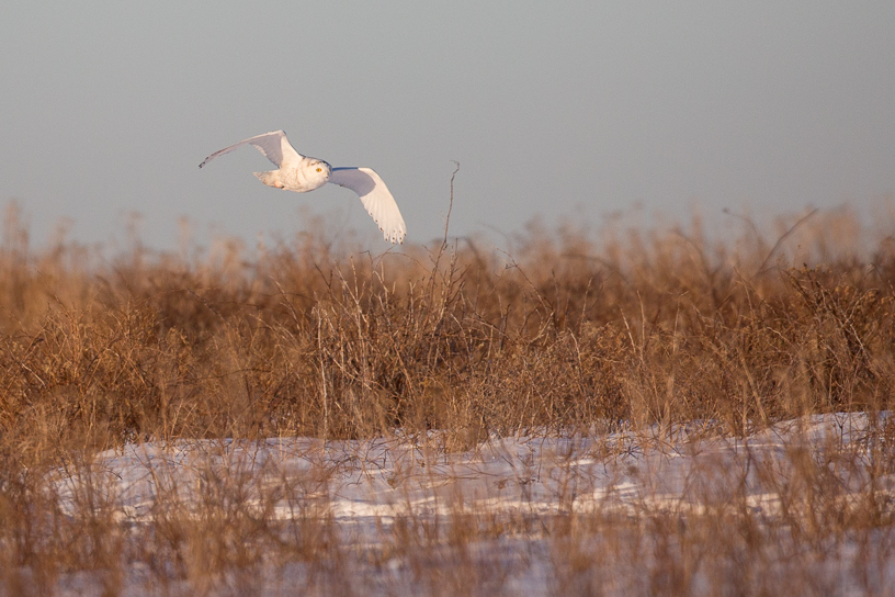Canon EOS 5D Mark III - EF500mm f/4L IS USM