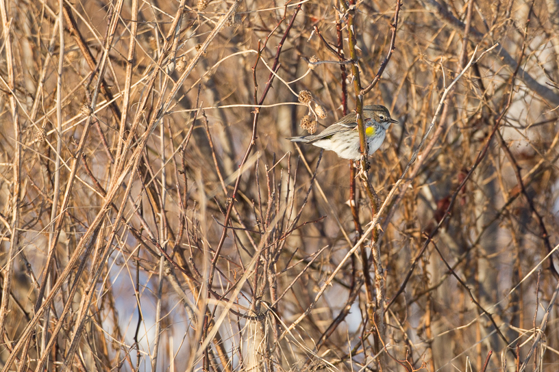 Canon EOS 5D Mark III - EF500mm f/4L IS USM