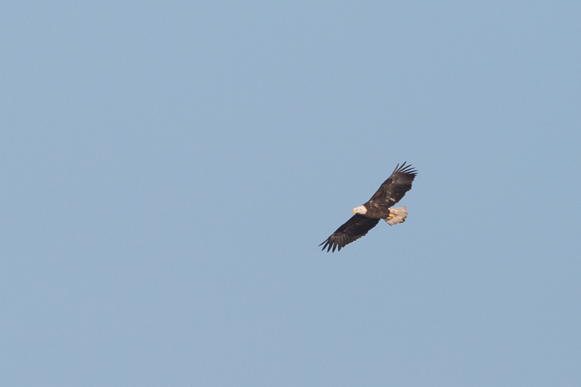 Canon EOS 5D Mark III - EF500mm f/4L IS USM