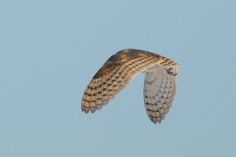 Canon EOS 5D Mark III - EF500mm f/4L IS USM