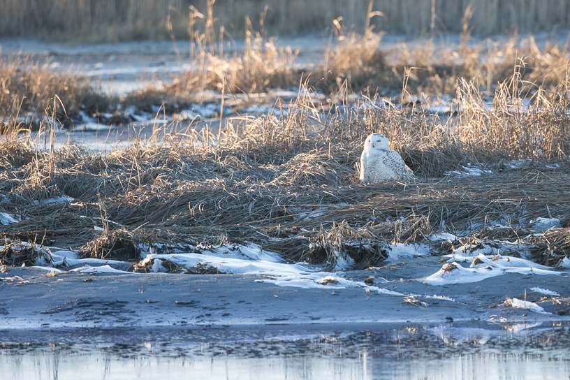 Canon EOS 5D Mark III - EF500mm f/4L IS USM