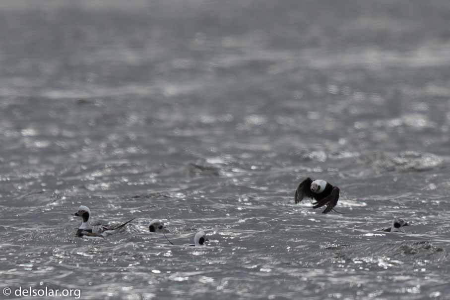 Canon EOS 7D Mark II  --  600 mm  --  EF600mm f/4L IS II USM  