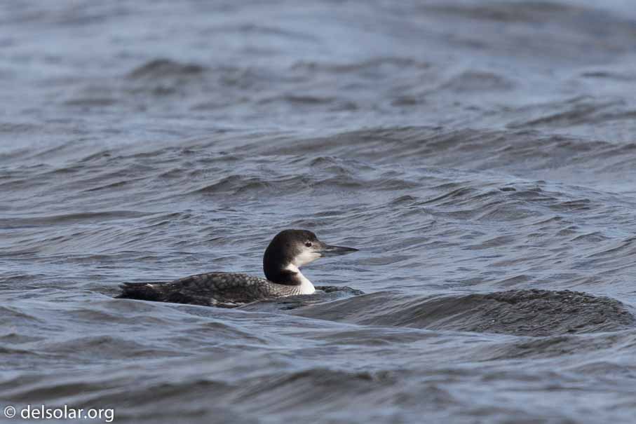 Canon EOS 7D Mark II  --  600 mm  --  EF600mm f/4L IS II USM  