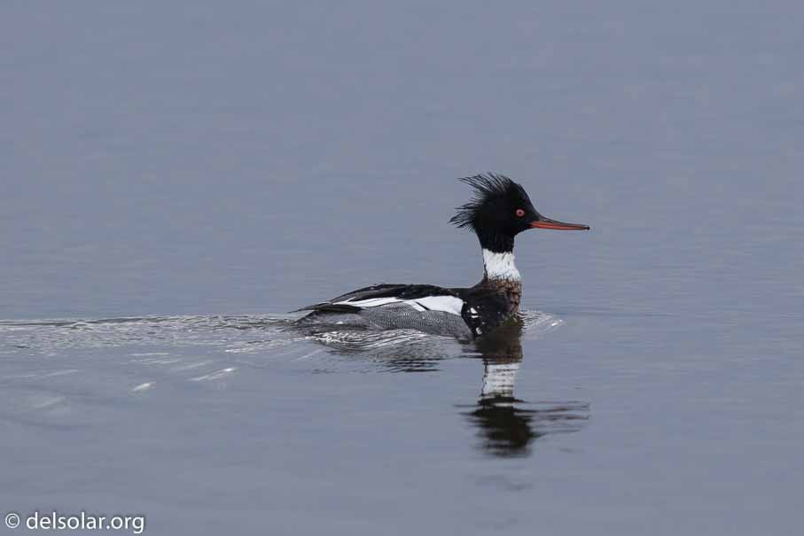 Canon EOS 7D Mark II  --  600 mm  --  EF600mm f/4L IS II USM  