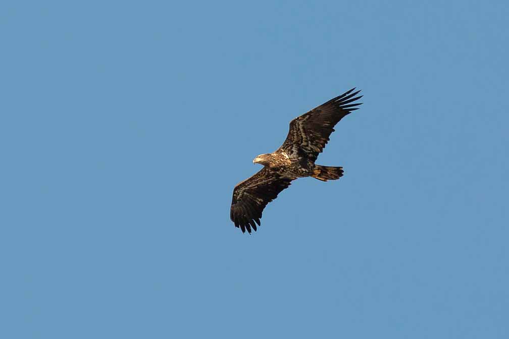 Canon EOS 5D Mark III  --  EF600mm f/4L IS II USM -- 1/2500 sec at f / 5.6 -- ISO 400 -- 0 EV -- 