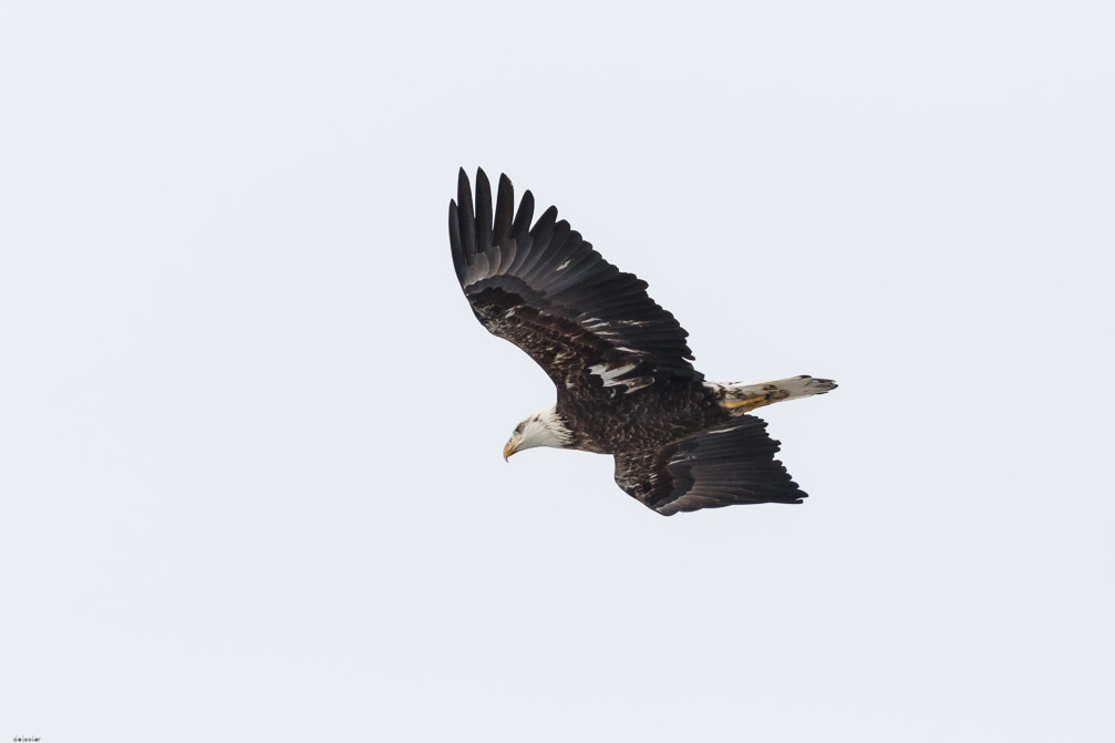 Canon EOS 7D Mark II EF600mm f/4L IS II USM 1/8000 sec at f / 5.0 ISO 800 1/3 EV