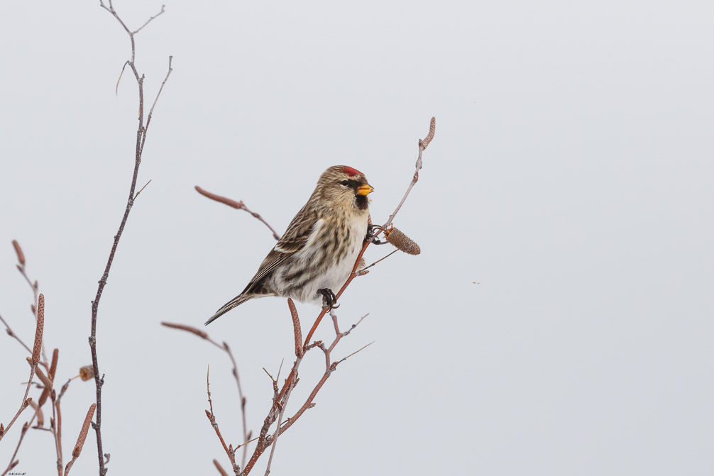 Canon EOS 7D Mark II EF600mm f/4L IS II USM 1/8000 sec at f / 5.0 ISO 800 1/3 EV