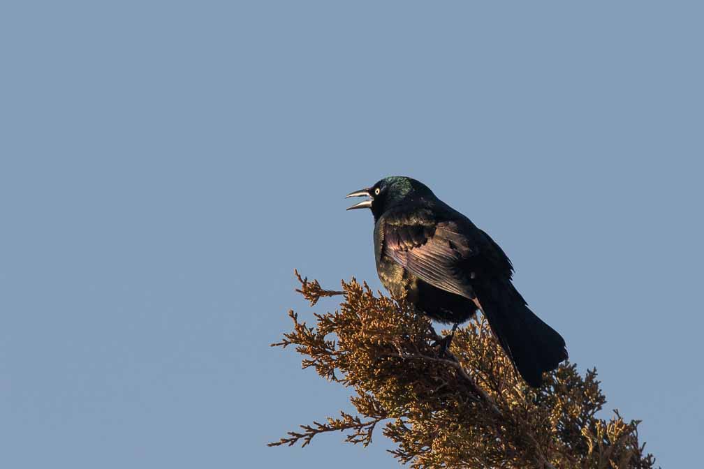 Canon EOS 7D Mark II  --  EF600mm f/4L IS II USM -- 1/1000 sec at f / 7.1 -- ISO 200 -- 1/3 EV -- 