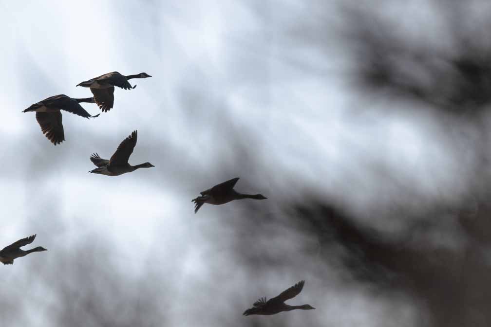 Canon EOS 7D Mark II  --  EF600mm f/4L IS II USM -- 1/1000 sec at f / 14 -- ISO 200 -- 1/3 EV -- 