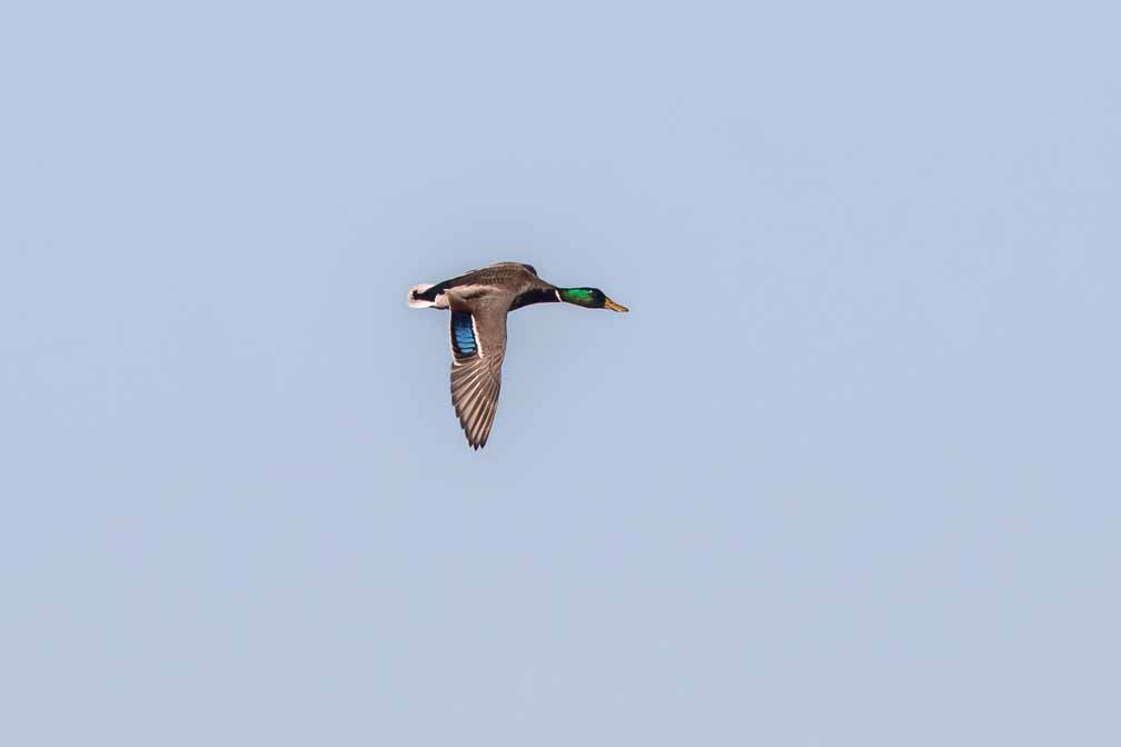 Canon EOS 7D Mark II  --  EF600mm f/4L IS II USM -- 1/2500 sec at f / 7.1 -- ISO 200 -- 1/3 EV -- 