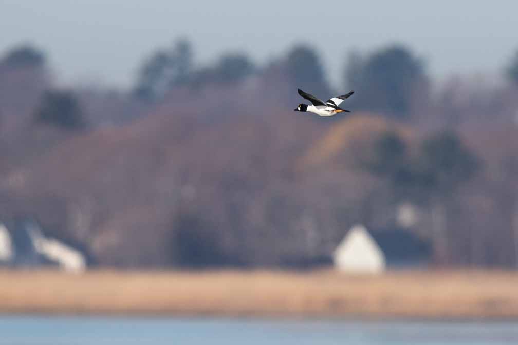 Canon EOS 7D Mark II  --  EF600mm f/4L IS II USM -- 1/2500 sec at f / 5.6 -- ISO 200 -- 1/3 EV -- 