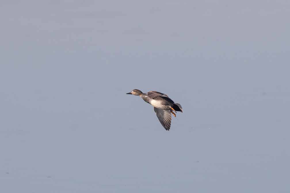 Canon EOS 7D Mark II  --  EF600mm f/4L IS II USM -- 1/2500 sec at f / 5.6 -- ISO 200 -- 1/3 EV -- 