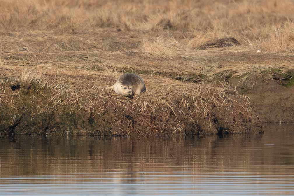 Canon EOS 7D Mark II  --  EF600mm f/4L IS II USM -- 1/2500 sec at f / 4.5 -- ISO 200 -- 1/3 EV -- 