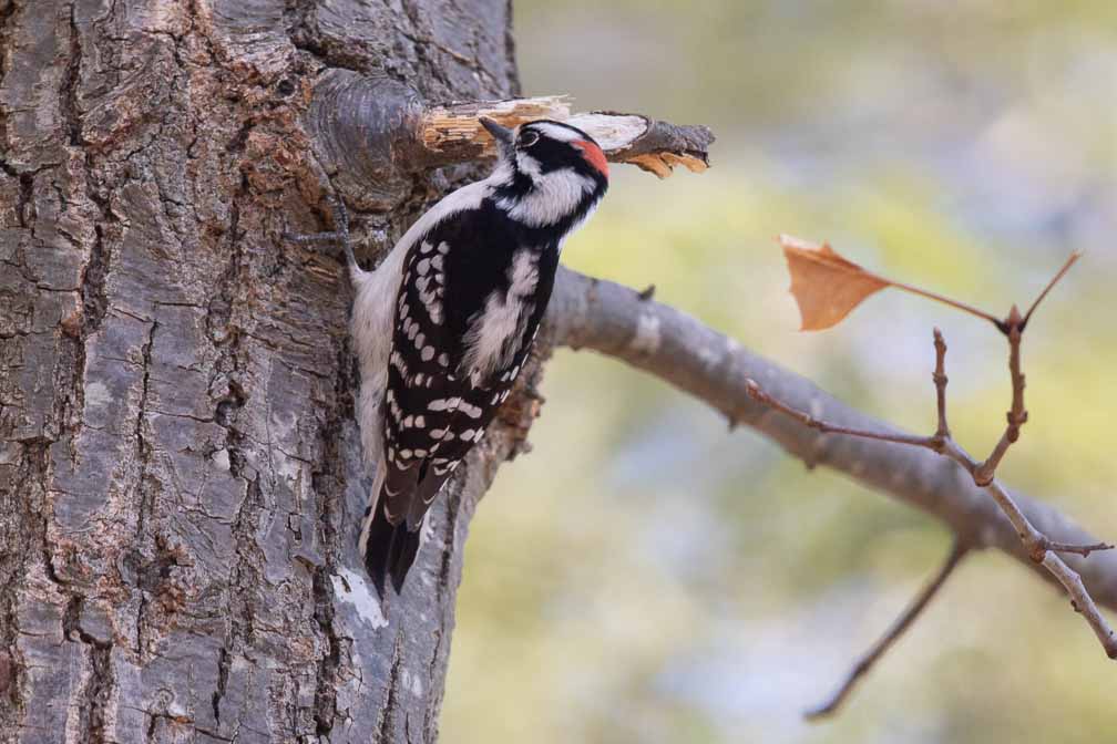 Canon EOS 7D Mark II  --  EF600mm f/4L IS II USM -- 1/1000 sec at f / 4.0 -- ISO 200 -- 0 EV -- 