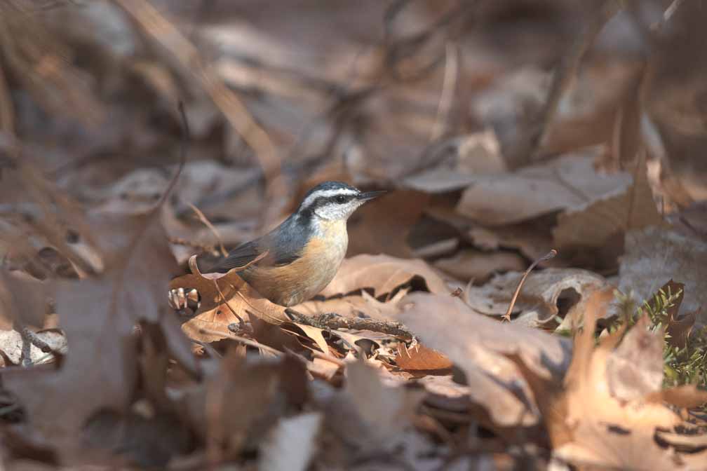 Canon EOS 7D Mark II  --  EF600mm f/4L IS II USM -- 1/1000 sec at f / 4.0 -- ISO 200 -- 0 EV -- 