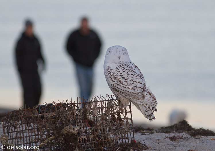 Canon EOS 7D  --  400 mm  --  EF400mm f/5.6L USM  