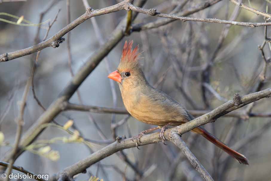 Canon EOS 7D Mark II  --  EF600mm f/4L IS II USM -- 1/250 sec at f / 5.0 -- ISO 200 -- 1/3 EV -- 
