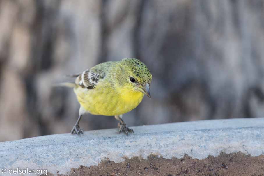 Canon EOS 7D Mark II  --  EF600mm f/4L IS II USM -- 1/500 sec at f / 4.5 -- ISO 640 -- 2/3 EV -- 