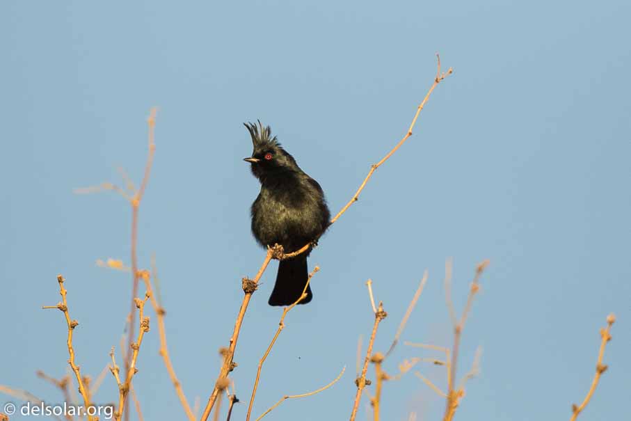Canon EOS 7D Mark II  --  EF600mm f/4L IS II USM -- 1/8000 sec at f / 4.5 -- ISO 800 -- 2/3 EV -- 