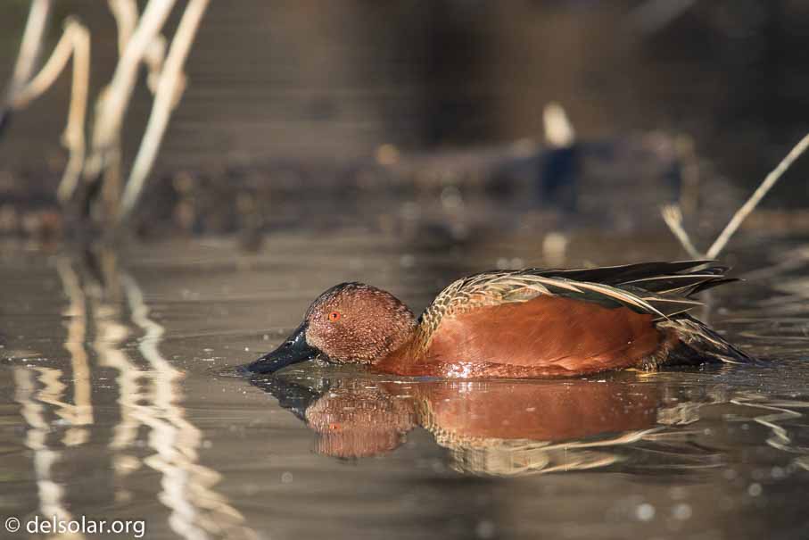Canon EOS 7D Mark II  --  EF600mm f/4L IS II USM +1.4x III -- 1/800 sec at f / 7.1 -- ISO 800 -- 0 EV -- 