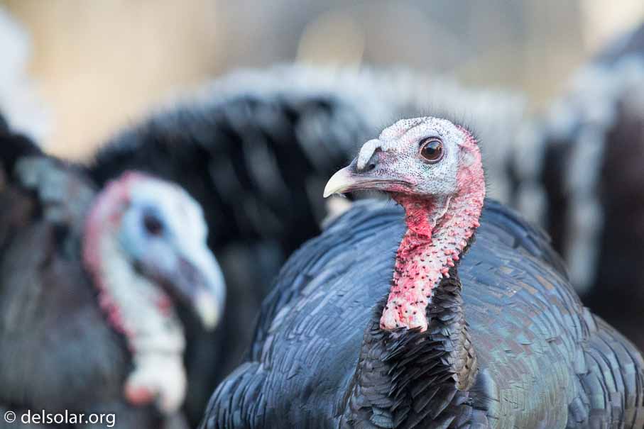 Canon EOS 5D Mark III  --  EF600mm f/4L IS II USM -- 1/800 sec at f / 4.0 -- ISO 3200 -- 1 EV -- 