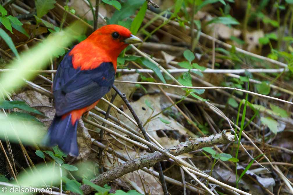 ILCE-7M3  --  FE 200-600mm F5.6-6.3 G OSS -- 1/800 sec at f / 6.3 -- ISO 6400 -- 0 EV -- 