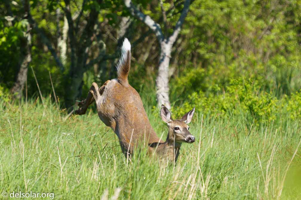 ILCE-7M3  --  FE 200-600mm F5.6-6.3 G OSS -- 1/1000 sec at f / 6.3 -- ISO 400 -- 0 EV -- 