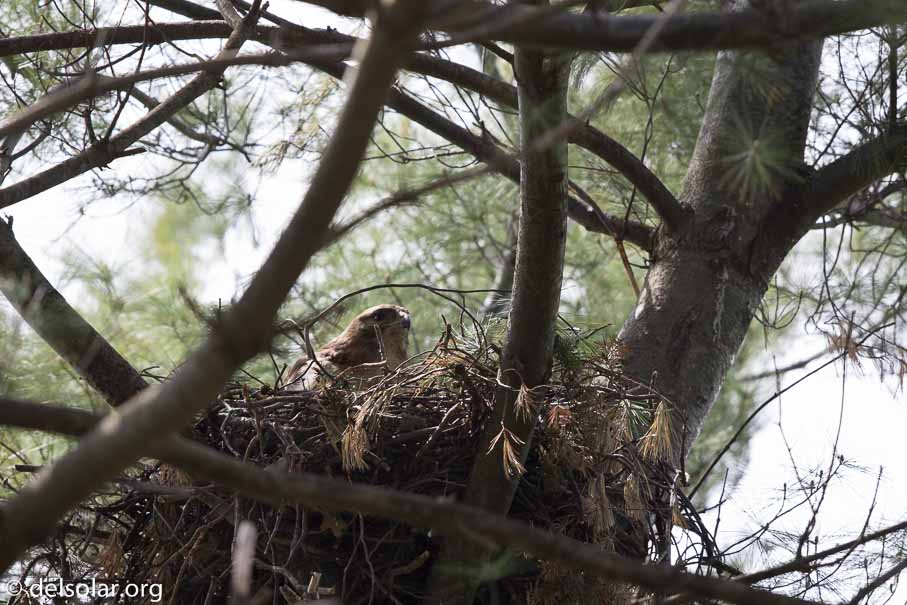 Canon EOS 7D Mark II  --  600 mm  --  EF600mm f/4L IS II USM  