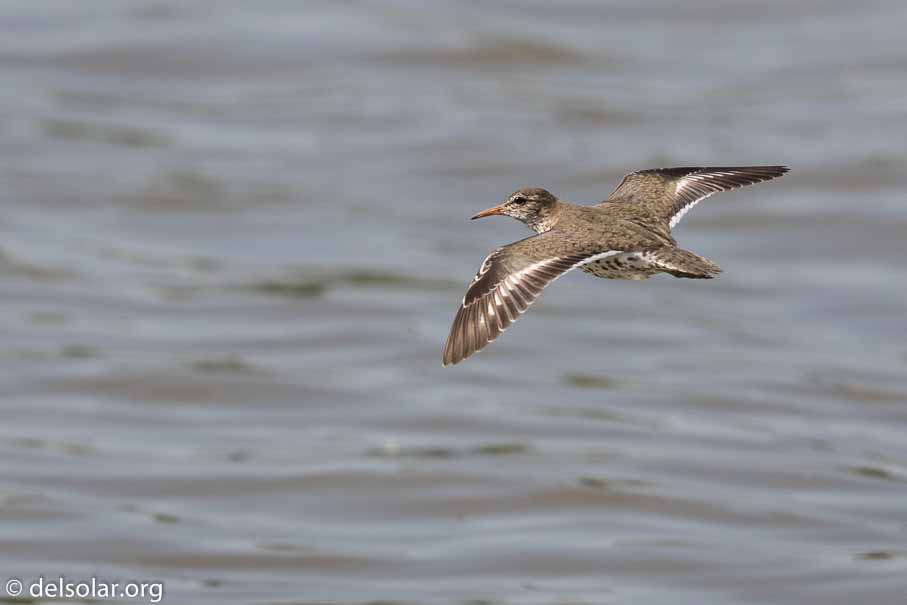 Canon EOS 7D Mark II - EF600mm f/4L IS II USM - 1/2500 sec at f / 5.0 - 2/3 EV