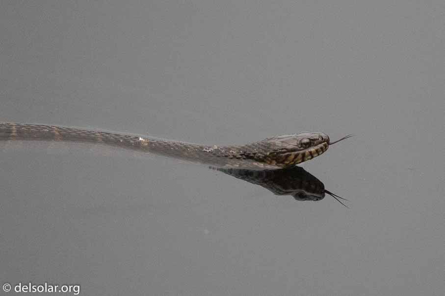 Canon EOS 7D Mark II  --  EF600mm f/4L IS II USM -- 1/2500 sec at f / 4.0 -- ISO 3200 -- 1/3 EV -- 