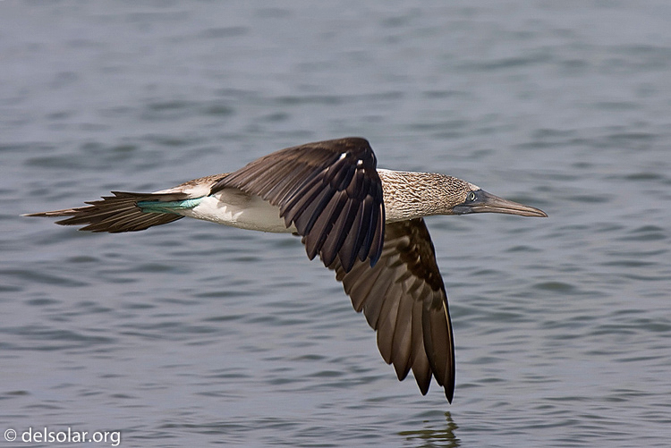 Canon EOS 40D  --  600 mm  --  EF300mm f/2.8L IS USM +2.0x  
