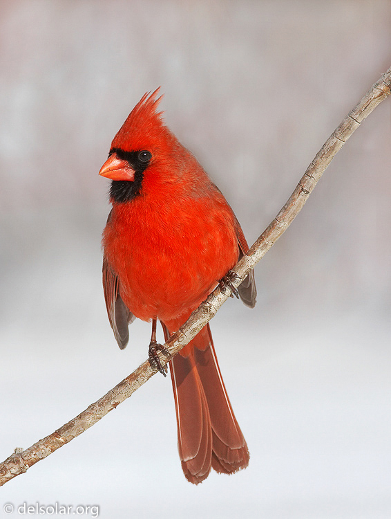 Canon EOS 20D  --  700 mm  --    