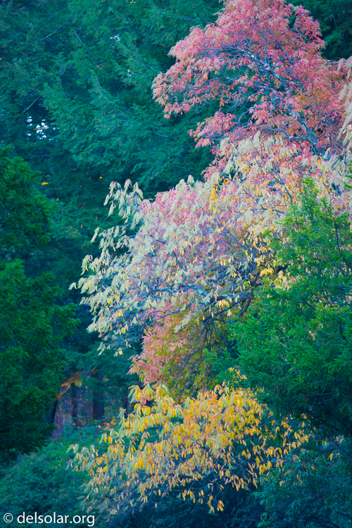 Canon EOS 5D Mark III  --  200 mm  --  EF70-200mm f/4L USM  