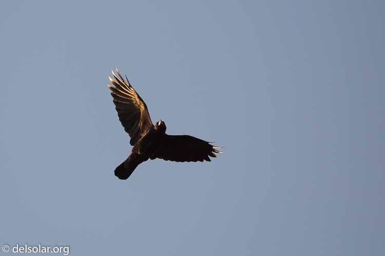 Canon EOS 5D Mark III  --  400 mm  --  EF100-400mm f/4.5-5.6L IS II USM  