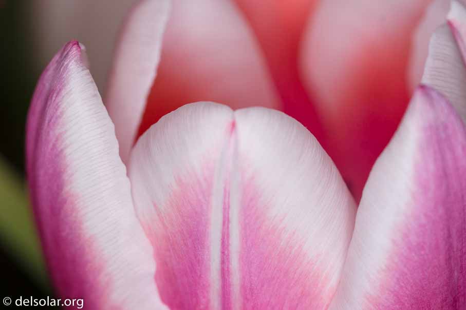 ILCE-6000  --  FE 90mm F2.8 Macro G OSS -- 1/250 sec at f / 5.6 -- ISO 400 -- 0 EV -- 