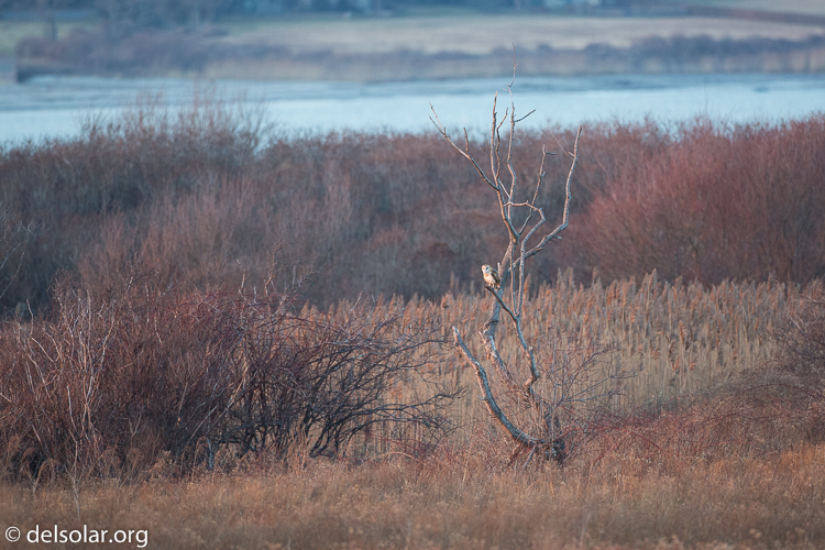 Canon EOS 5D Mark III  --  500 mm  --  EF500mm f/4L IS USM  