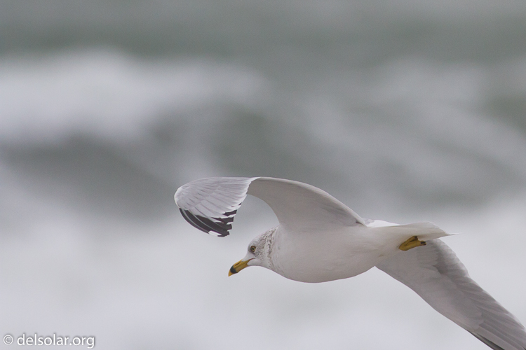 Canon EOS 7D  --  400 mm  --  EF400mm f/5.6L USM  