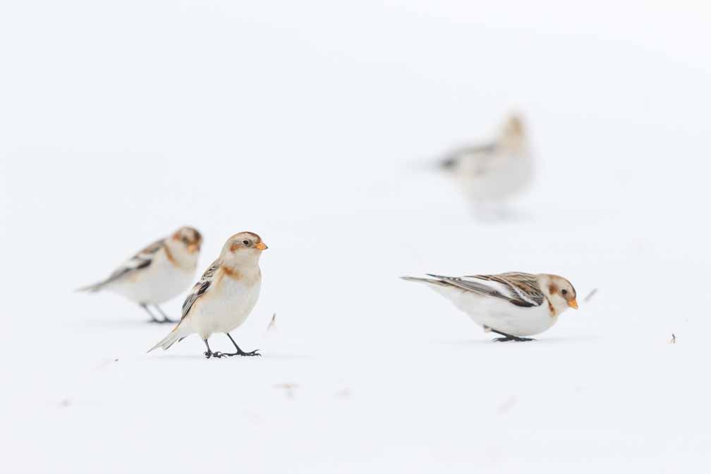 Canon EOS 7D Mark II  --  EF600mm f/4L IS II USM -- 1/8000 sec at f / 4.5 -- ISO 1600 -- 1 EV -- 