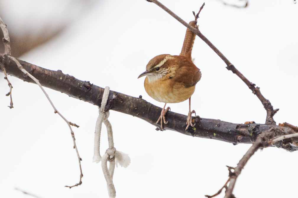ILCE-7M3  --  FE 200-600mm F5.6-6.3 G OSS -- 1/1250 sec at f / 6.3 -- ISO 2500 -- 1 7/10 EV -- 