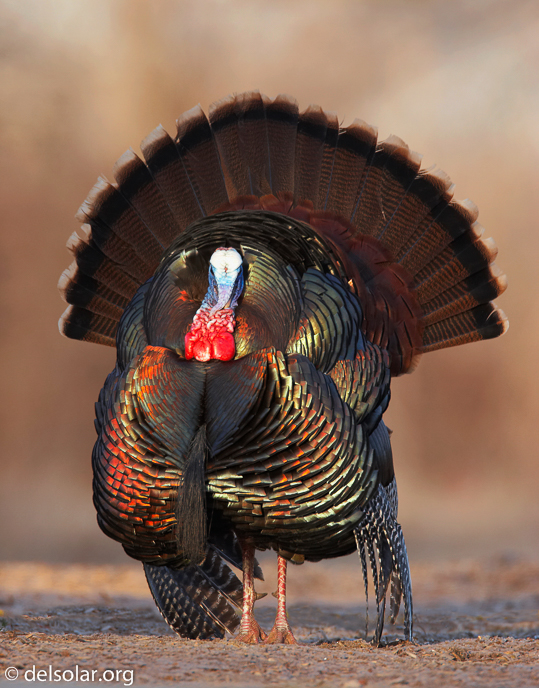 Canon EOS 20D  --  700 mm  --    