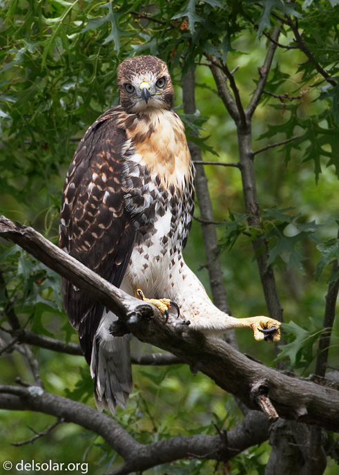 Canon EOS 20D  --  1000 mm  --    