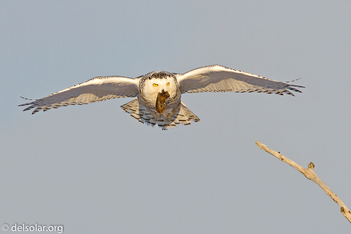 Canon EOS 7D  --  500 mm  --  EF500mm f/4L IS USM  