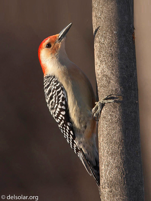 Canon EOS 20D  --  400 mm  --    