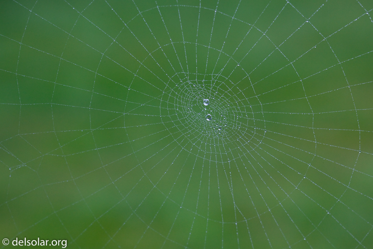 Canon EOS 5D Mark II  --  100 mm  --  EF100mm f/2.8 Macro USM  