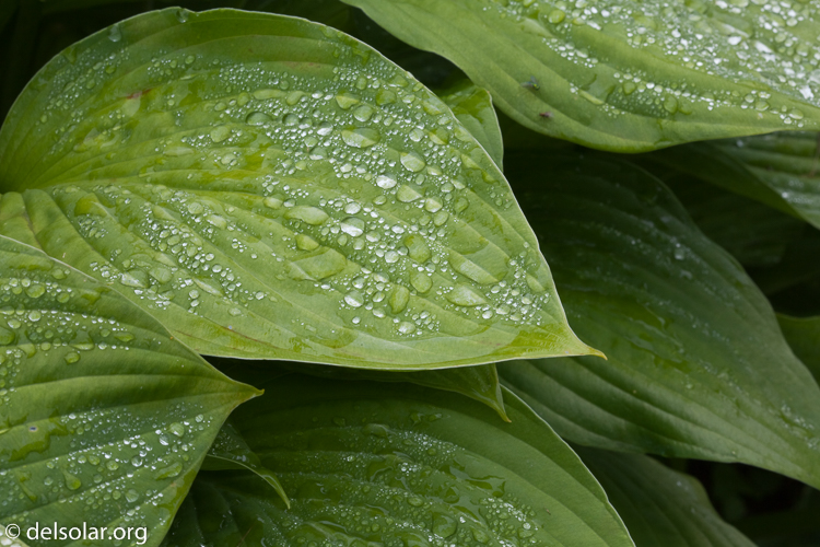 Canon EOS 5D Mark II  --  100 mm  --  EF100mm f/2.8 Macro USM  