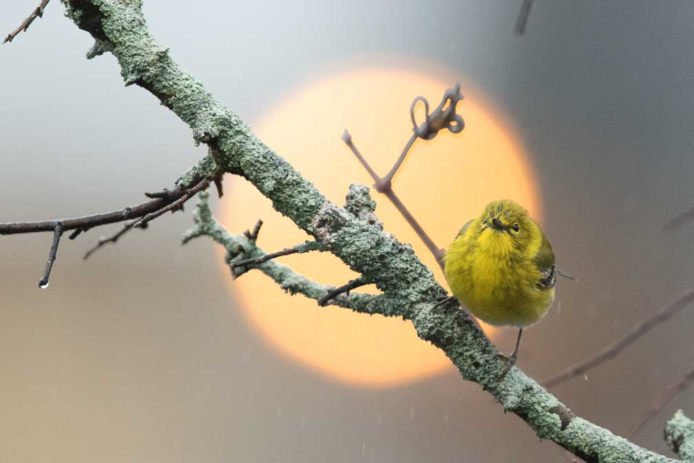Canon EOS 7D Mark II  --  EF600mm f/4L IS II USM -- 1/640 sec at f / 5.0 -- ISO 2500 -- 1/3 EV -- 